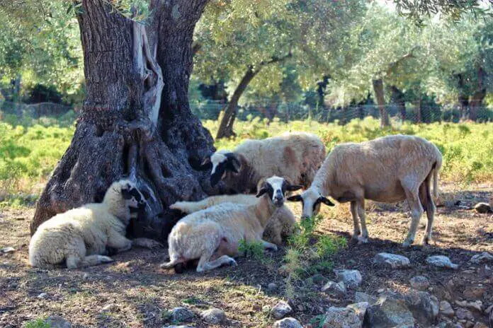 εικόνα άρθρου: Υπάκουος, όταν προσβάλλεται η πίστη· λέοντας, όταν κινδυνεύουν τα παγκάρια. Ο λόγος για τον Αρχιεπίσκοπο της Ελλάδος!